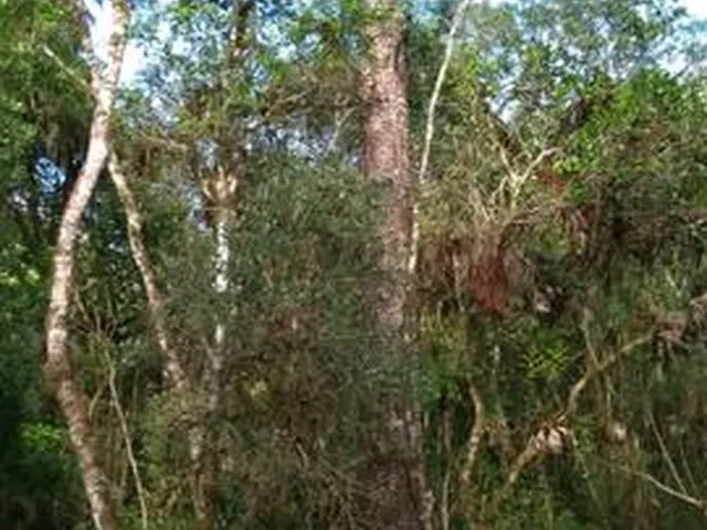 Imagem 3: Chácara 1,4Hectare