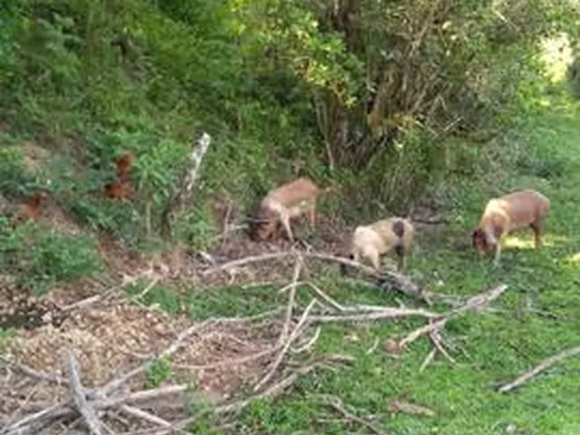 Imagem 4: Chácara 1,4Hectare