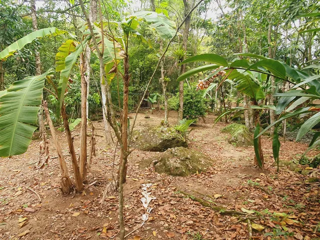 Imagem 14: Sitio com Rio a Venda em Canelinha