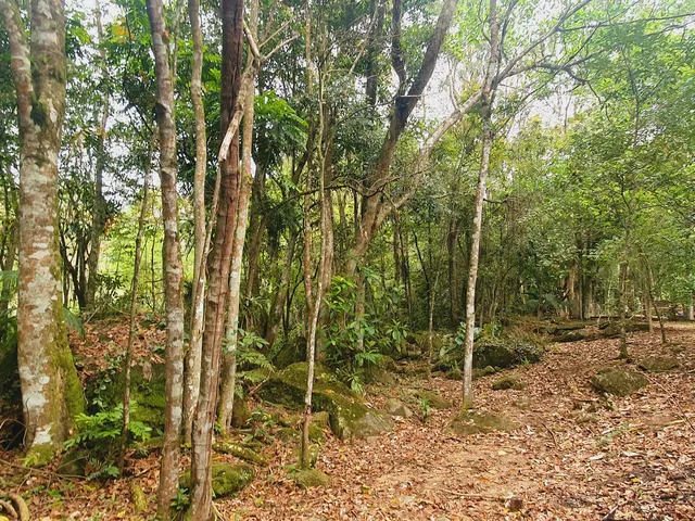 Imagem 16: Sitio com Rio a Venda em Canelinha