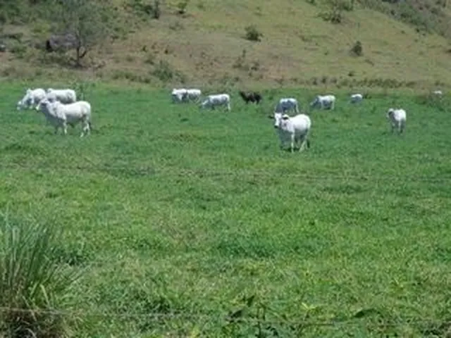 Imagem 14: Fazenda À Venda 120M², Centro, Vitória - Es