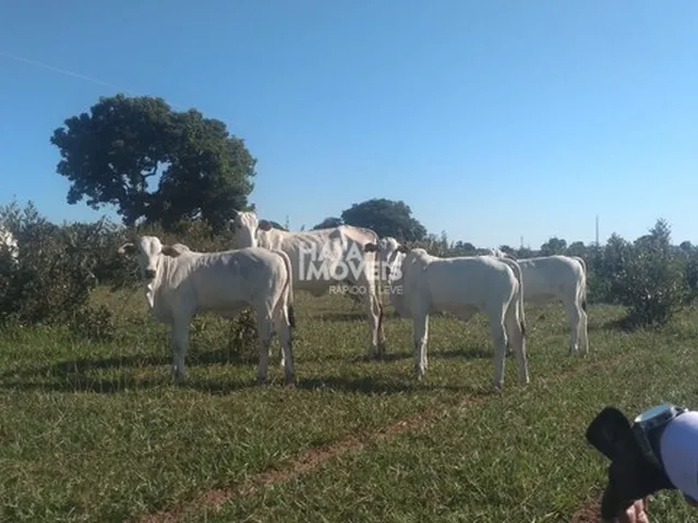 Imagem 9: Fazenda À Venda, Rural, Rochedo, Ms