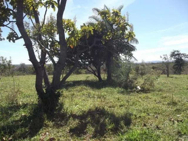 Imagem 10: Fazenda Sem Sede de 82Ha,Nascente e Córrego nos Fundos,Jaboticatubas(Temos Varias