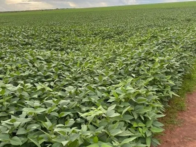 Imagem: A fazenda possui 10m² de Área e está localizado em