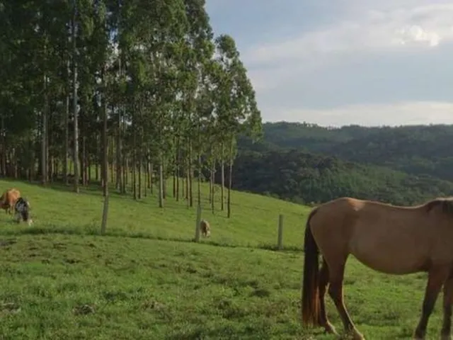 Imagem 3: Fazenda À Venda, Reflorestamento e Gado, Área Dobrada, 52 Alqueires, 125 Hectares, Zona