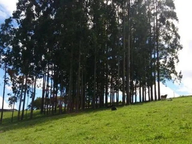 Imagem 6: Fazenda À Venda, Reflorestamento e Gado, Área Dobrada, 52 Alqueires, 125 Hectares, Zona