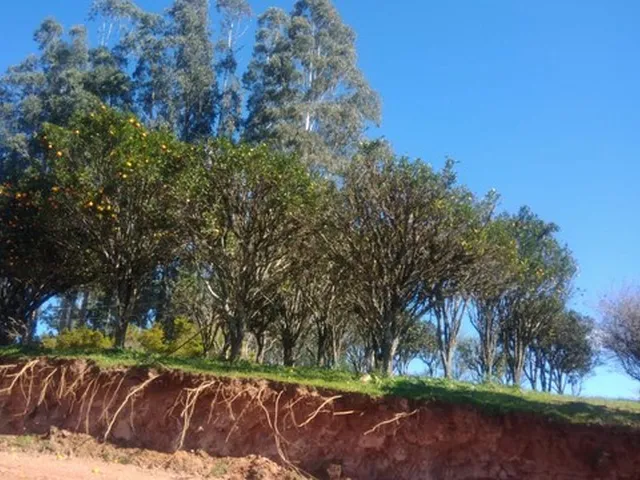 Imagem 10: Fazenda À Venda, Reflorestamento e Gado, Área Dobrada, 52 Alqueires, 125 Hectares, Zona