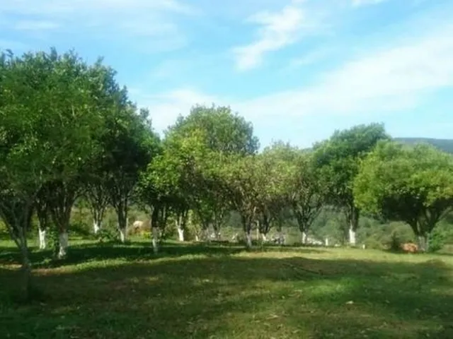 Imagem 16: Fazenda À Venda, Reflorestamento e Gado, Área Dobrada, 52 Alqueires, 125 Hectares, Zona