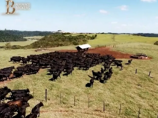 Imagem 2: Fazenda Dupla Aptidão , Porteira Fechada - Cornélio Procópio - Pr