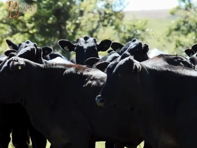 Imagem 14: Fazenda Dupla Aptidão , Porteira Fechada - Cornélio Procópio - Pr