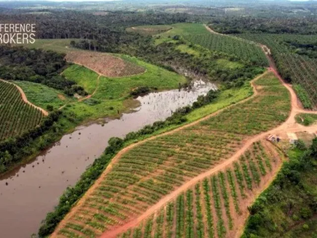 Imagem: Oportunidade! Fazenda Produzindo Cacau