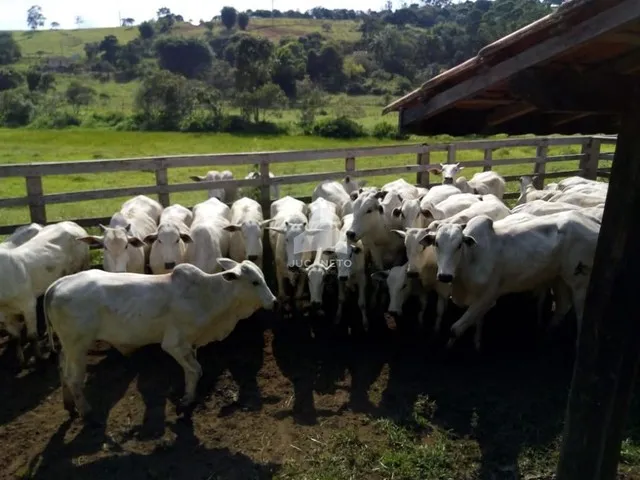 Imagem 2: Fazenda À Venda, M² por R$ 2.900.000,00 - Roseta - Cambuí/Mg
