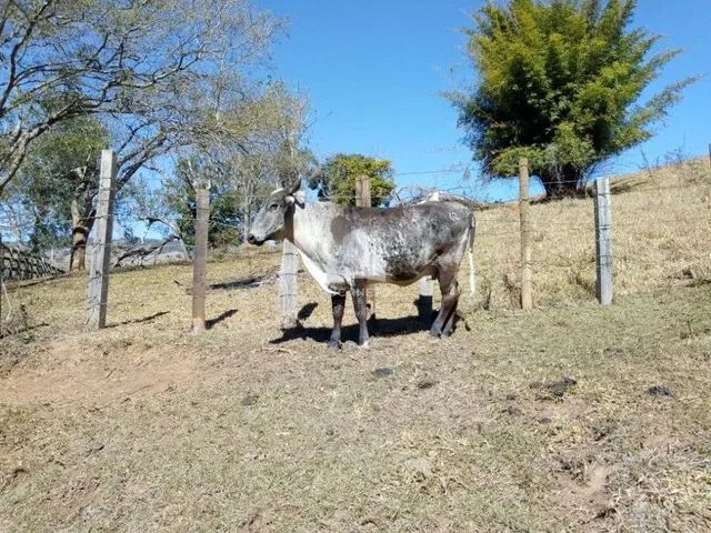 Imagem 3: Fazenda À Venda, M² por R$ 2.900.000,00 - Roseta - Cambuí/Mg