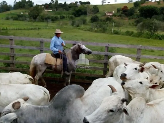 Imagem 4: Fazenda À Venda, M² por R$ 2.900.000,00 - Roseta - Cambuí/Mg