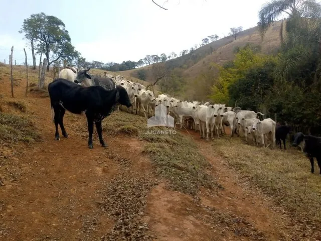 Imagem 5: Fazenda À Venda, M² por R$ 2.900.000,00 - Roseta - Cambuí/Mg