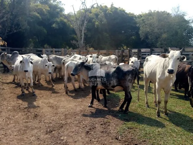 Imagem 7: Fazenda À Venda, M² por R$ 2.900.000,00 - Roseta - Cambuí/Mg