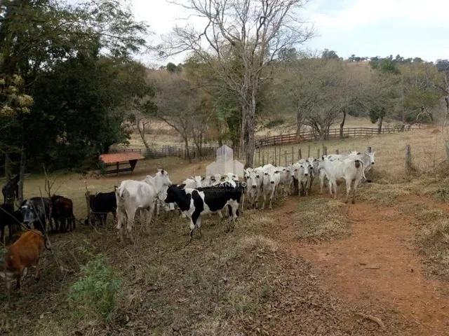 Imagem 8: Fazenda À Venda, M² por R$ 2.900.000,00 - Roseta - Cambuí/Mg