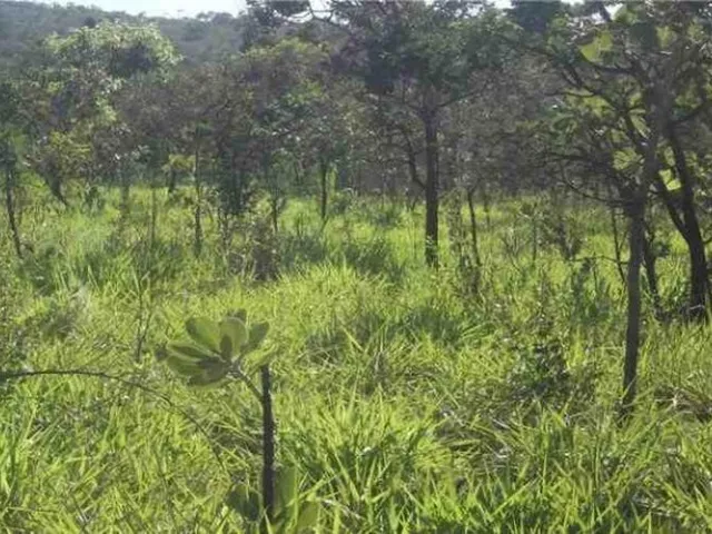 Imagem: Chácara de 5.000M² a 500M² do Asfalto