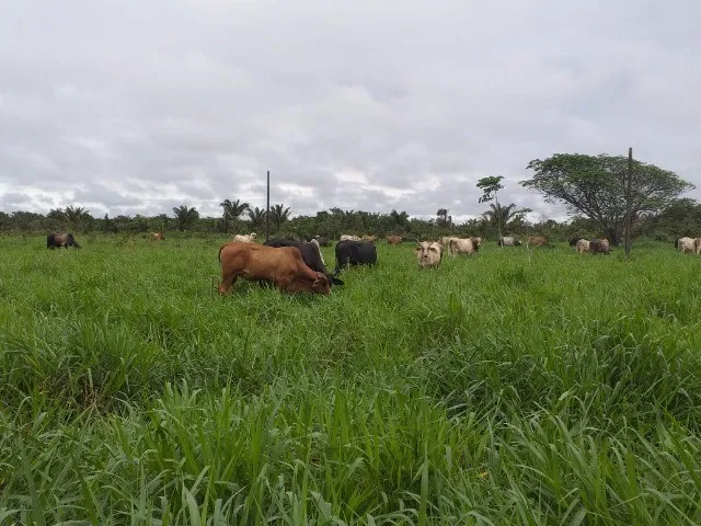 Imagem: R$1,2 Milhões 75 Hectares Pronta Fazendinha