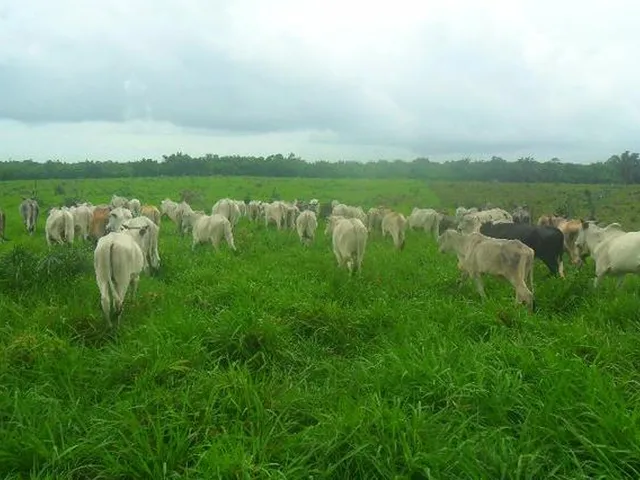 Imagem: A fazenda possui 21.800.000m² de Área e está localizado