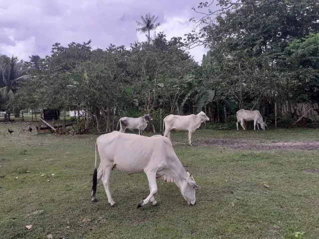 Imagem: A.moura Gestor Imobiliário-Vende Fazenda
