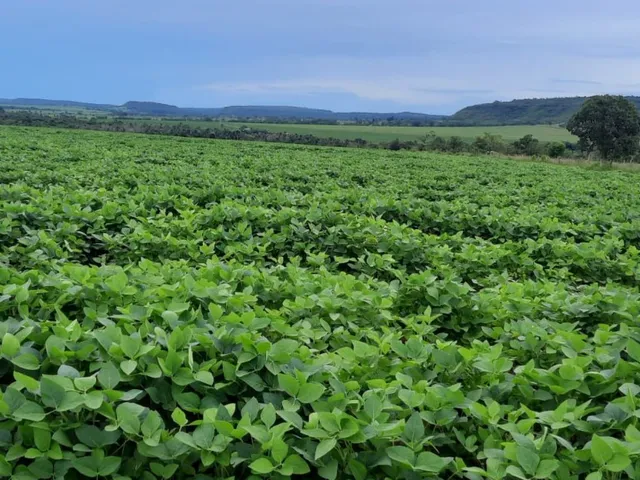 Imagem: Fazenda 10 Alqueires (48,40 Hectares