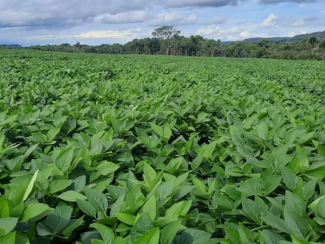 Imagem 6: Fazenda 10 Alqueires (48,40 Hectares