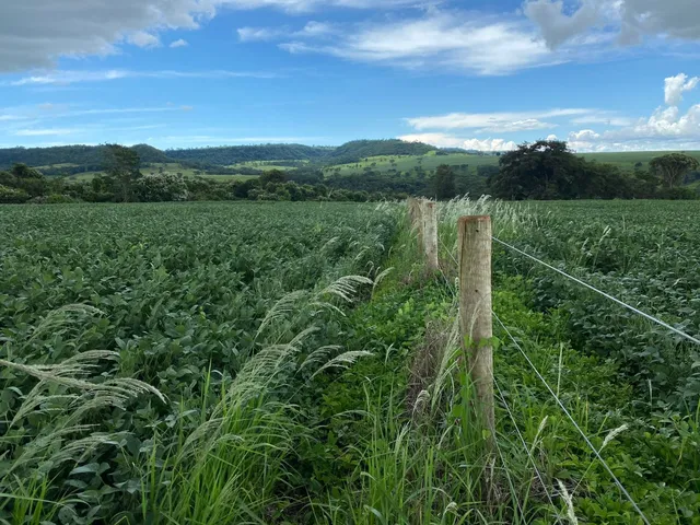 Imagem 2: Fazenda 10 Alqueires (48,40 Hectares