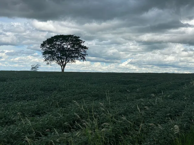 Imagem 16: Fazenda 10 Alqueires (48,40 Hectares