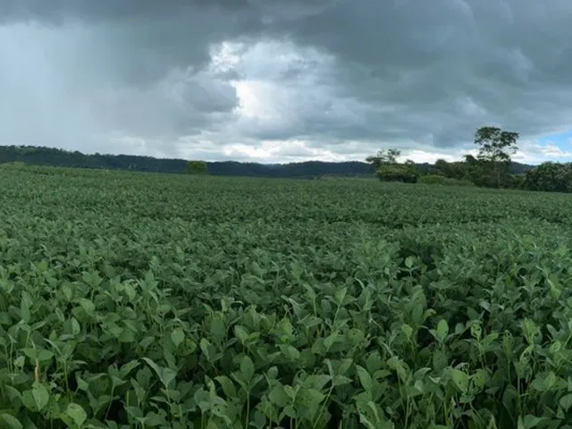 Imagem 8: Fazenda 10 Alqueires (48,40 Hectares