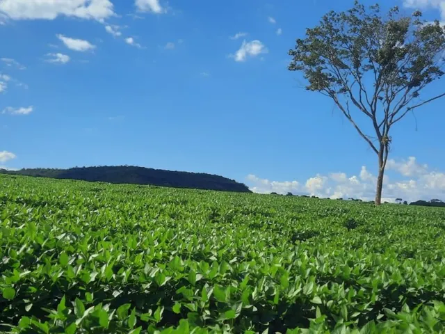 Imagem 12: Fazenda 10 Alqueires (48,40 Hectares