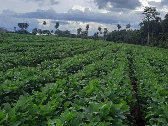 Imagem 10: Fazenda 10 Alqueires (48,40 Hectares