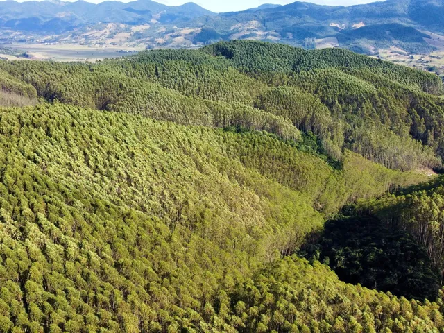 Imagem: Fazenda de Eucalipto a Venda em Imaru Reflorestamento