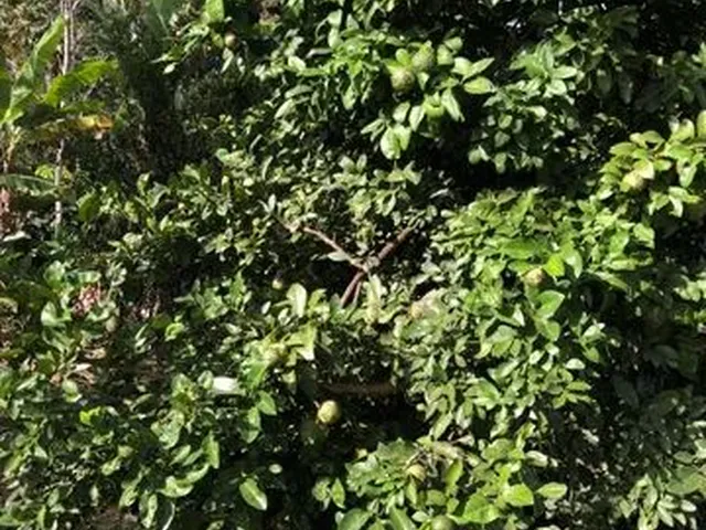 Imagem 16: Chácara em Aragoiânia 6.000Mt2