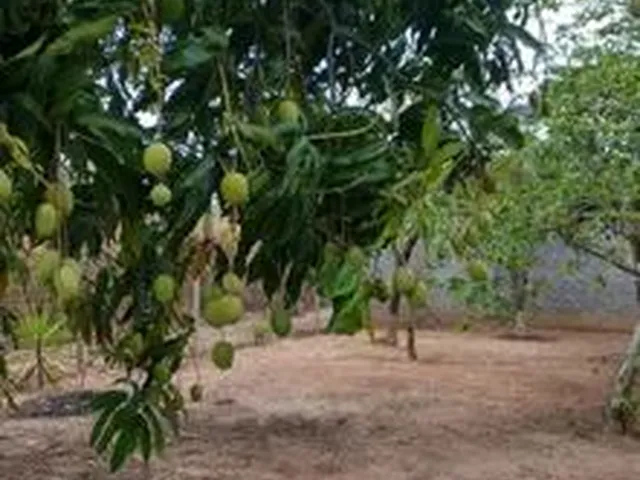Imagem: Rancho À Venda na Beira do Rio São Francisco