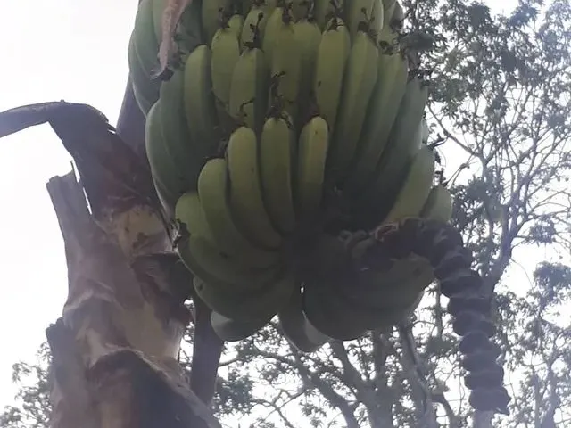 Imagem 2: Casa com Mini Sítio