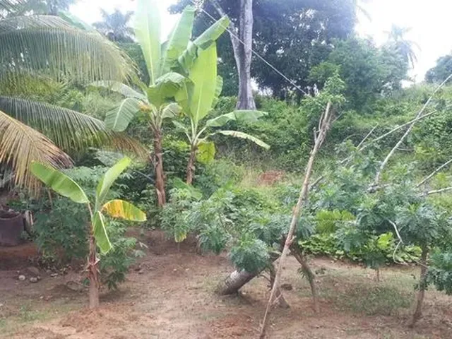 Imagem 6: Casa com Mini Sítio