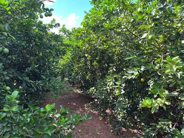 Imagem: Oportunidade Unica Sitinho em Ibira Lindinho