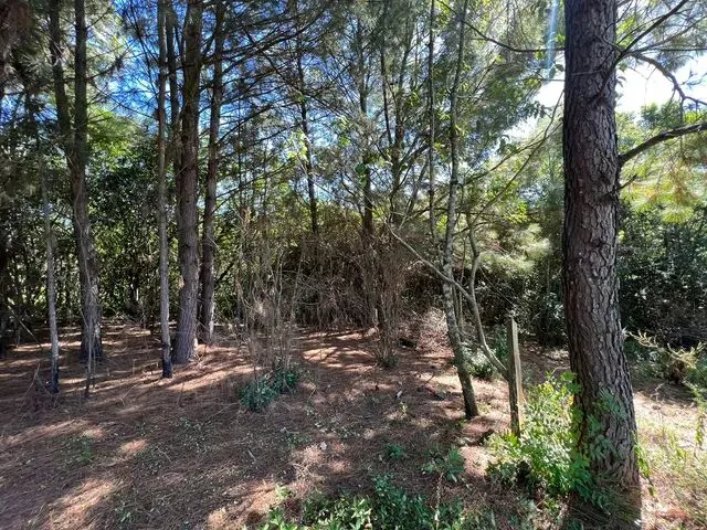 Imagem 10: Vendo Um Sítio com Vista Panorâmica Morungava