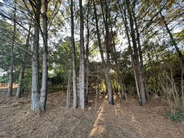Imagem 6: Vendo Um Sítio com Casa Morungava