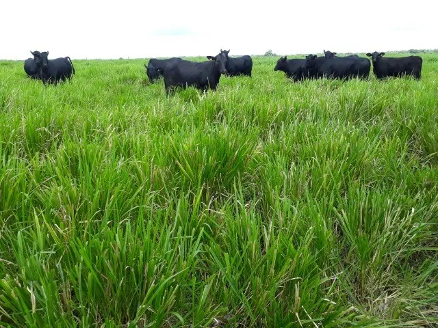 Imagem: Fazenda 1050 Alqueires Dupla Aptidão no