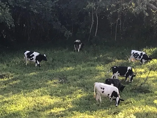 Imagem 13: Sitio 15 Ha - Bonfim - Divisa com Brumadinho