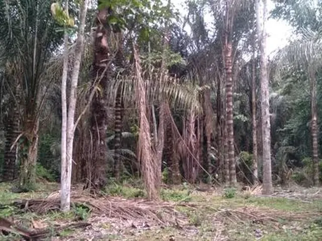 Imagem 1: Sítio na Margem do Rio Uatumã