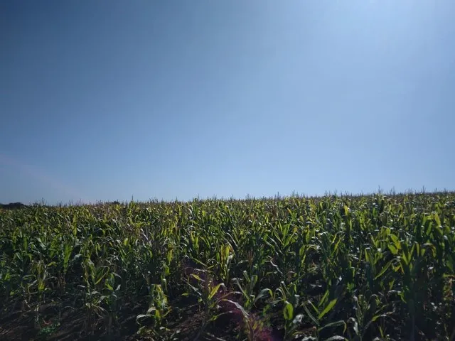 Imagem: Sitio Leopolis 5 Alqueiro com 4/5 Planta