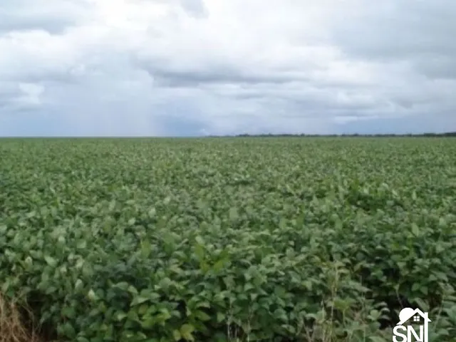 Imagem 8: Fazenda em Primavera do Leste- Mt
