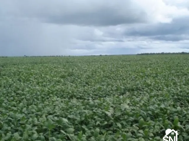 Imagem 13: Fazenda em Primavera do Leste- Mt