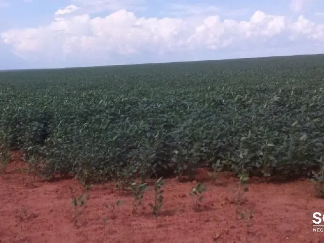 Imagem 8: Fazenda a Venda a 70 Km de Primavera do Leste Mt