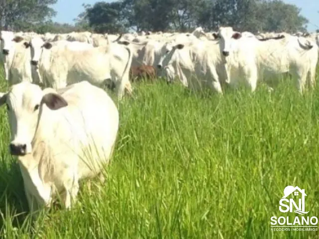 Imagem: Fazenda a Venda no Município de Poconé