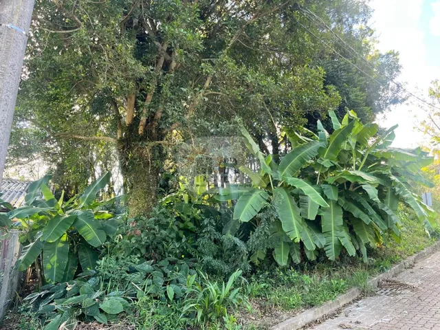 Imagem: TERRENO RESIDENCIAL em NOVA PETRÓPOLIS