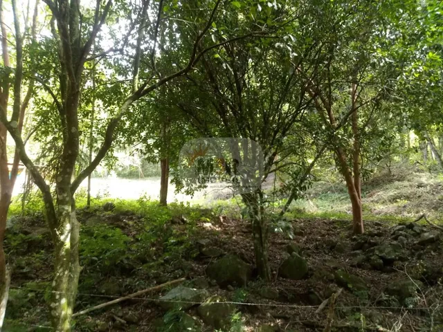 Imagem 14: AREA RURAL em NOVA PETRÓPOLIS - RS, Linha Temerária